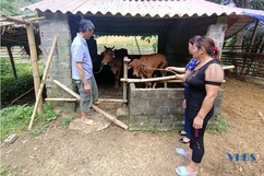 Hiệu quả tổ hợp tác chăn nuôi bò sinh sản ở xã Ái Thượng