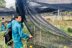 Nông dân nỗ lực chống nắng nóng cho cây trồng