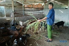 CCB Đông Sơn giúp nhau giảm nghèo, làm kinh tế giỏi
