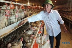U70 làm giàu nhờ nuôi gà Ai Cập siêu trứng