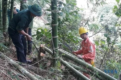 Điện lực Quan Hóa đảm bảo hành lang lưới điện mùa mưa bão