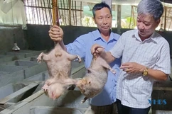 Nuôi dúi thu nhập hàng trăm triệu mỗi năm