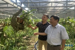 Trần Bá Thúy với đam mê trồng hoa lan