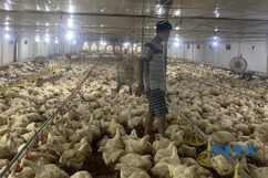 Mô hình nuôi gà theo chuỗi liên kết đem lại hiệu quả ở xã Quảng Hợp