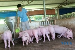 Hiệu quả từ nguồn vốn vay giúp nông dân thoát nghèo
