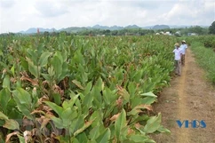 Phát triển vùng nguyên liệu cây dong riềng gắn với chế biến ở miền núi