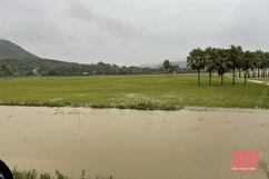 Nông Cống: Nhiều diện tích lúa vụ thu mùa bị ngập úng do mưa lớn