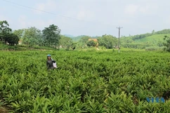 Cây “thoát nghèo” trên đất Cán Khê
