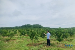 Cây ăn quả mang lại hiệu quả kinh tế ở xã Xuân Phú
