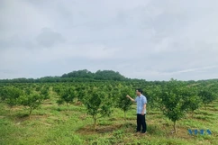 Cây ăn quả mang lại hiệu quả kinh tế ở xã Xuân Phú
