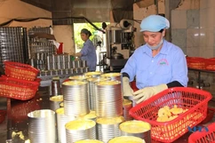 Nhà máy chế biến dứa xuất khẩu tất bật cho những đơn hàng quý cuối năm