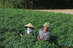 Trên những cánh đồng sản xuất vụ đông ở huyện Thiệu Hóa