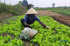 Giá rau tăng mạnh, đem lại thu nhập cao cho người trồng tại Hoằng Hóa