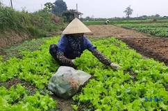 Giá rau tăng mạnh, đem lại thu nhập cao cho người trồng tại Hoằng Hóa