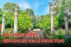 Rực rỡ sắc vàng bên lăng mộ vua Lê Thánh Tông