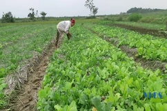 Xã Minh Tâm: Phấn đấu gieo trồng 160 ha cây trồng vụ đông