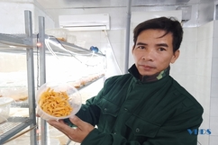 Cựu chiến binh với mô hình nuôi cấy nấm đông trùng hạ thảo
