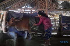 Huyện Mường Lát chủ động phòng, chống đói rét cho đàn trâu, bò