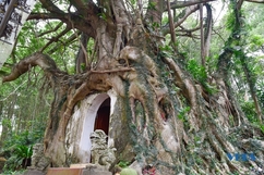 Cây sanh khổng lồ “ôm” trọn ngôi miếu cổ ở Bồng Sơn