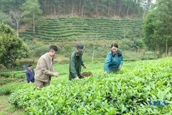 Một ngày hái chè cùng nông dân Bình Sơn