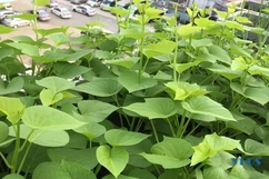 Mắm cáy, rau lang - món quà xuân quê nhà 