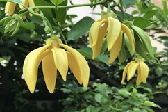 Một thời hương dẻ