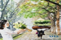 Hạ về trong lòng phố