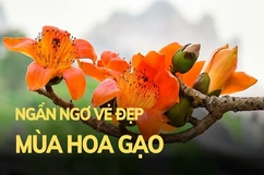Hàng hoa gạo nở đỏ rực trong lòng TP Thanh Hóa