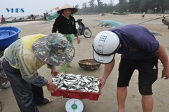 Xã Tiên Trang: Ngư dân phấn khởi được mùa cá trích