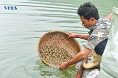 Cào hến mưu sinh trên sông Mã