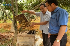 Thu nhập cao từ nuôi ong lấy mật ở Cẩm Thủy
