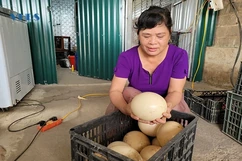 Bà giáo về hưu làm giàu từ mô hình nuôi “chim khổng lồ”