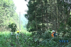Điện lực khu vực Ngọc Lặc - Lang Chánh tăng cường bảo vệ hành lang an toàn lưới điện 