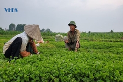 Người dân làng cổ làm giàu từ trồng rau má