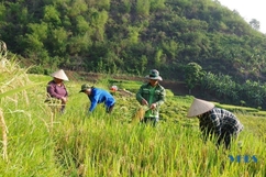 Đoàn Kinh tế quốc phòng 5 giúp dân thu hoạch lúa
