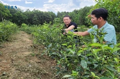 Cây “xóa đói, giảm nghèo” ở huyện Như Xuân