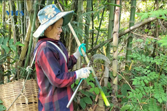 Đi hái “lộc” rừng