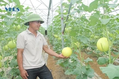 Xây dựng nhãn hiệu, tạo đà phát triển thương hiệu cây ăn quả