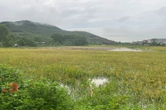 Đi qua những mùa mưa