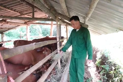 “Điểm tựa” thoát nghèo của bà con vùng cao Quan Sơn