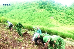 Cây sắn ở vùng biên Mường Lát