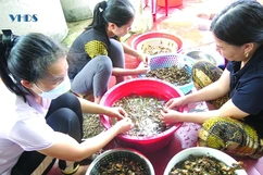 Quảng Xương: Khai thác lợi thế phát triển sản phẩm OCOP