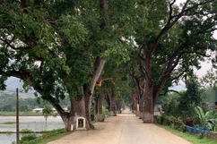 Chiêm ngưỡng hàng cây xà cừ trên 100 năm tuổi