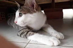 Tôi là Tiểu Bạch và đây là chuyện của lũ mèo chúng tôi: Câu chuyện thứ 4 – Mun Mun