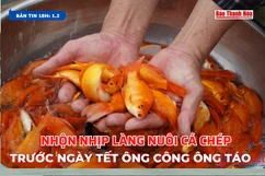 Bản tin 18h ngày 1/2:   Nhộn nhịp làng nuôi cá chép trước ngày Tết ông Công ông Táo