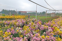 Sau tết, nông dân TP Thanh Hóa trở lại nhịp sống thường nhật trên những cánh đồng hoa, rau màu 