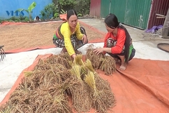 Cần mở rộng liên kết tiêu thụ gạo nếp Cay Nọi