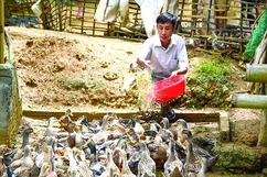 Nuôi vịt đặc sản ở miền Tây xứ Thanh