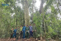 Khi bộ đội giữ rừng