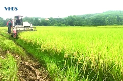 Mùa thu hoạch lúa vụ Chiêm Xuân